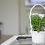 Emily Apartament Koszyce