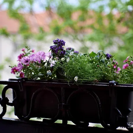 Apartament Emily Koszyce