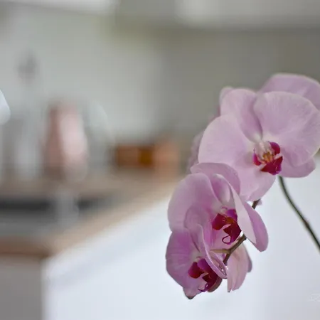 Apartament Emily Koszyce